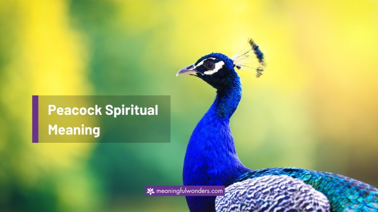 Peacock Spiritual Meaning: Symbol of Beauty & Creativity