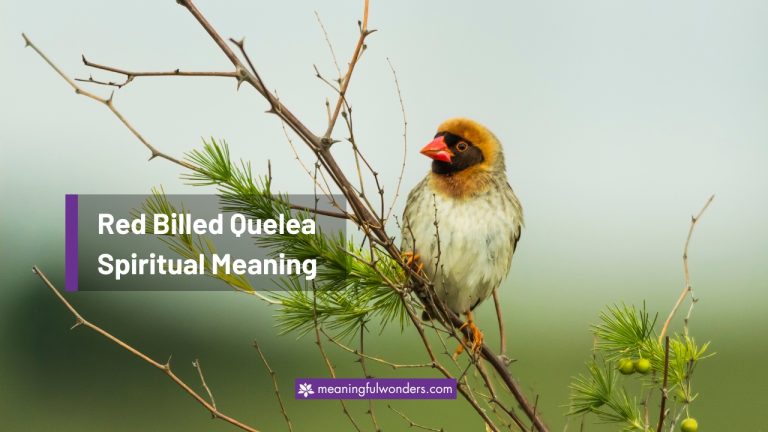 Red Billed Quelea Spiritual Meaning: Symbol of Perseverance