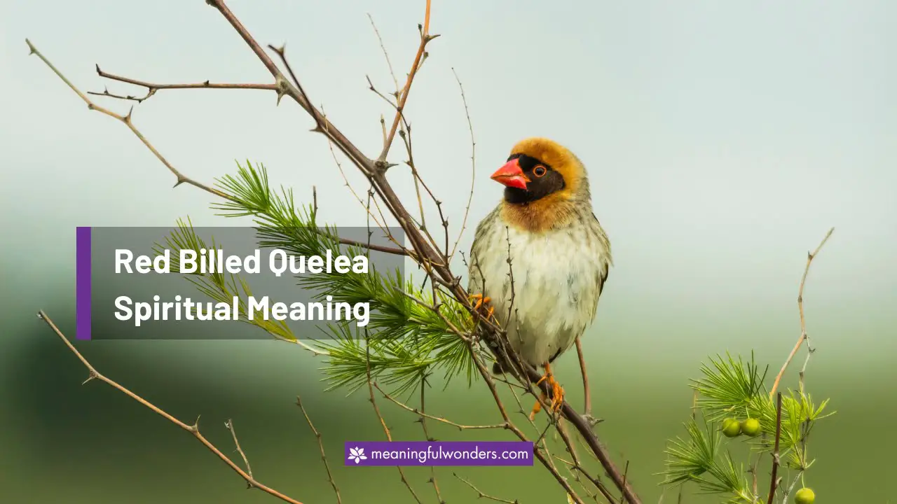 Red Billed Quelea Spiritual Meaning