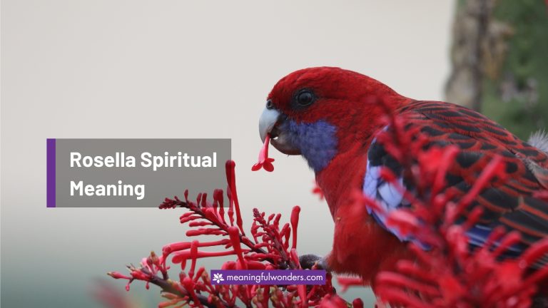 Rosella Spiritual Meaning: Symbol of Love and Romance