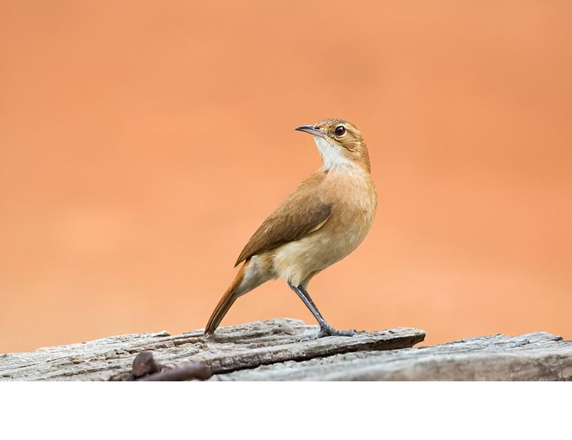 Rufous Hornero Bird Spirit Animal