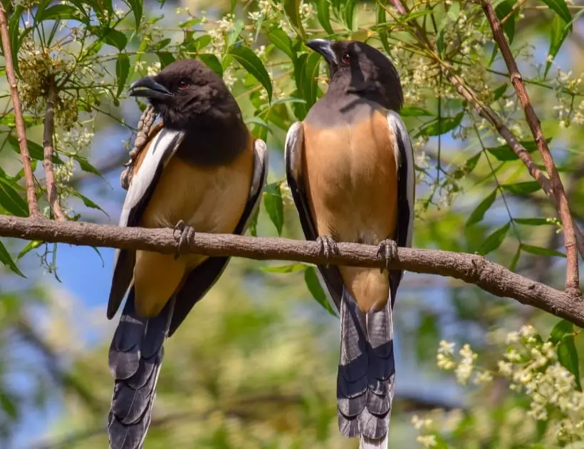 Rufous Treepie Encounters and Omens