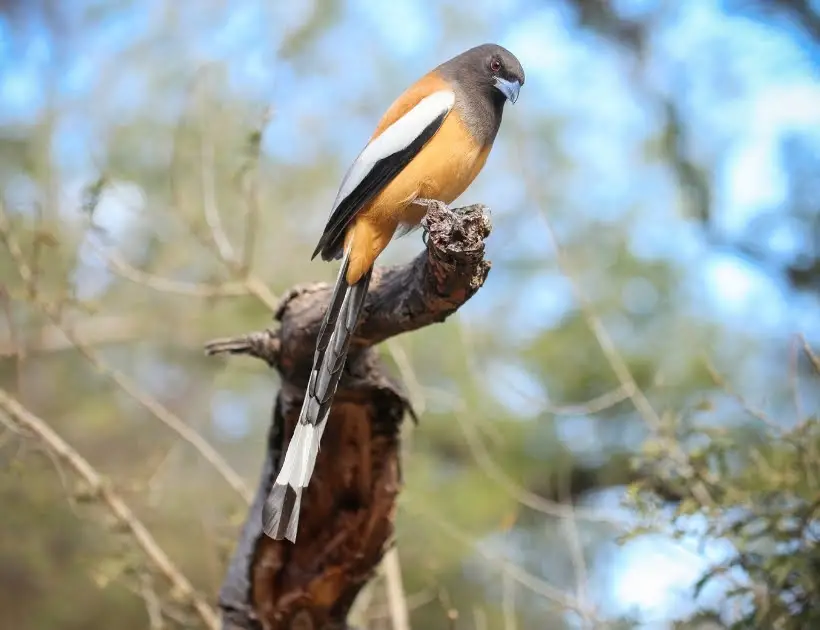 Rufous Treepie Spirit Animal