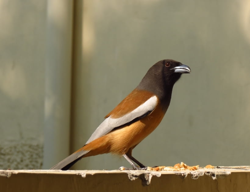 Rufous Treepie Totem Animal