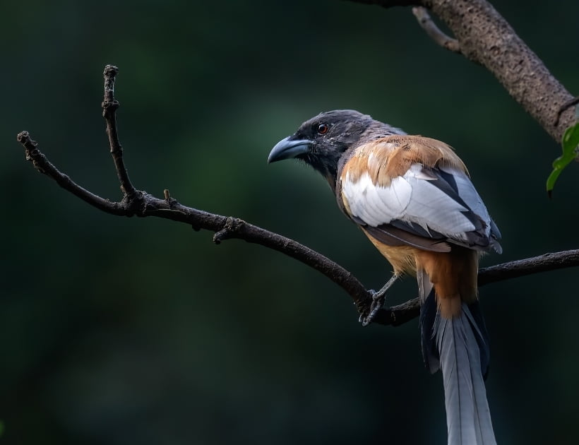 Rufous Treepie in Dreams