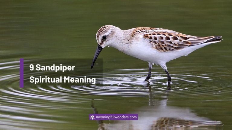 9 Sandpiper Spiritual Meaning: Stay Strong and Carry on