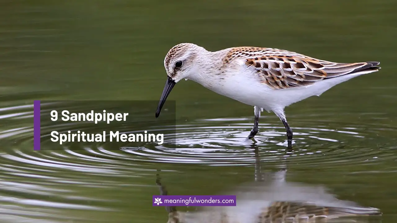 Sandpiper Spiritual Meaning