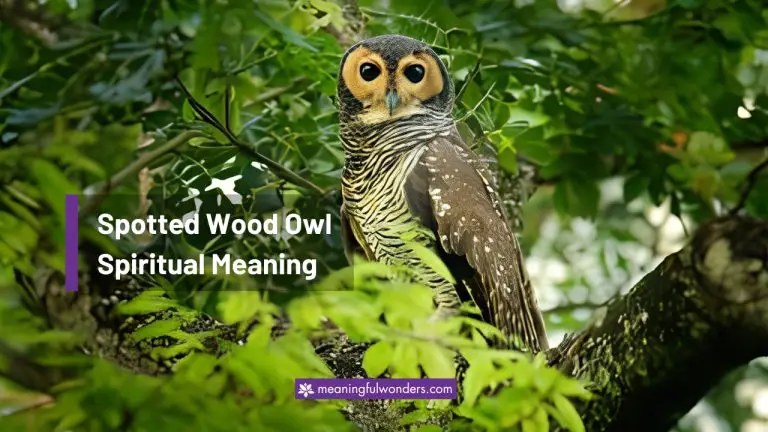 7 Spotted Wood Owl Spiritual Meaning: Symbol of Mystery