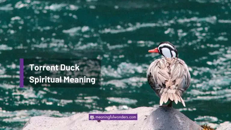 Torrent Duck Spiritual Meaning: Stay Grounded and Centered