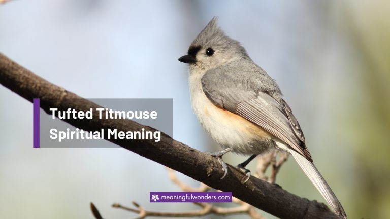 Tufted Titmouse Spiritual Meaning: Symbol of Happiness & Joy