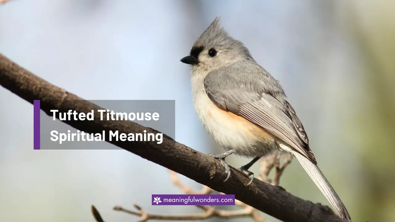 Tufted Titmouse Spiritual Meaning