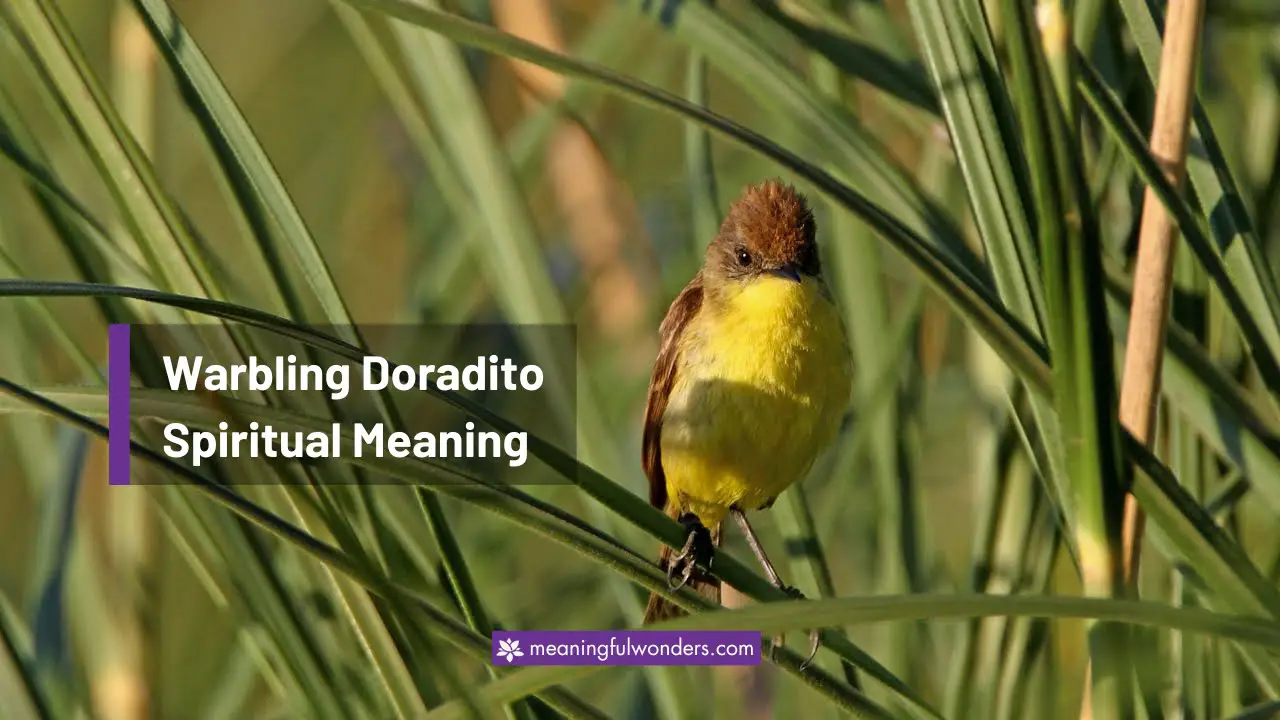 Warbling Doradito Spiritual Meaning
