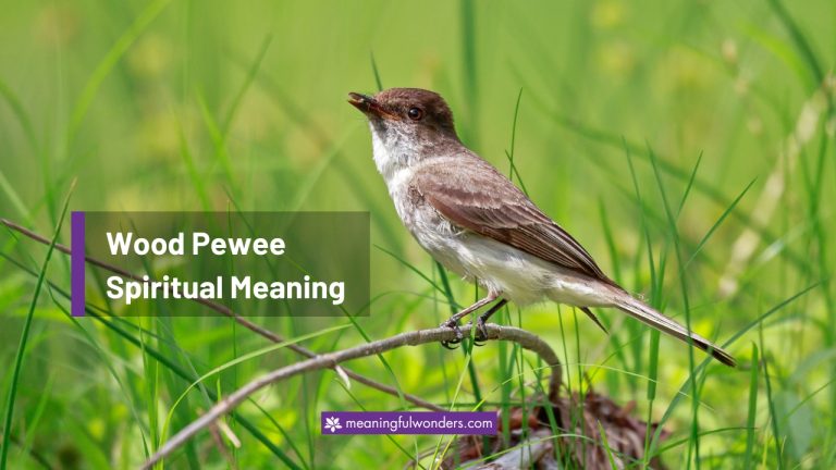 Wood Pewee Spiritual Meaning: Sign of Inner Peace & Beauty