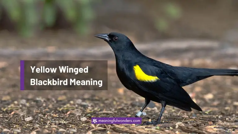 Yellow Winged Blackbird Spiritual Meaning: 6 Symbolism