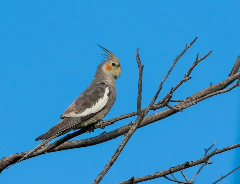 Black Galah Cockatoo Meaning