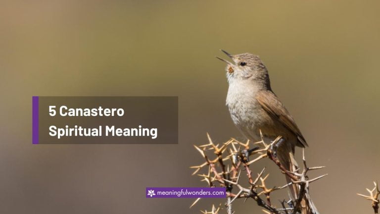 Canastero Spiritual Meaning: Finding Balance and Harmony
