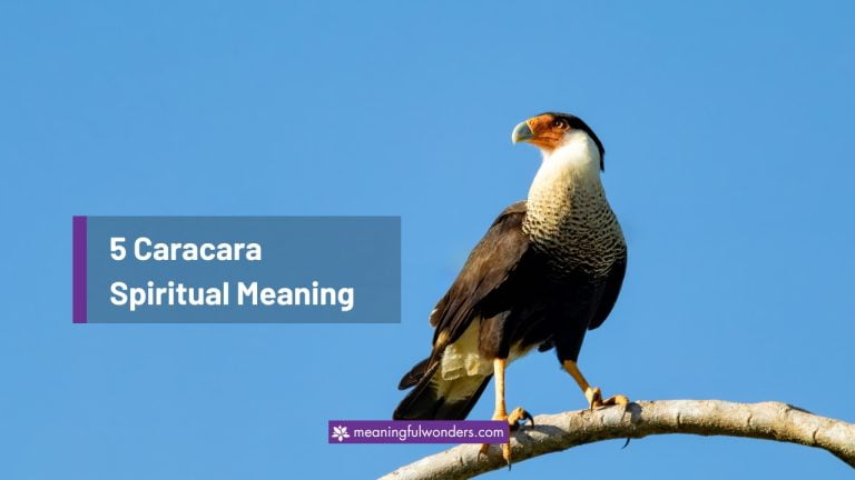Caracara Spiritual Meaning: Symbol of Strength & Courage