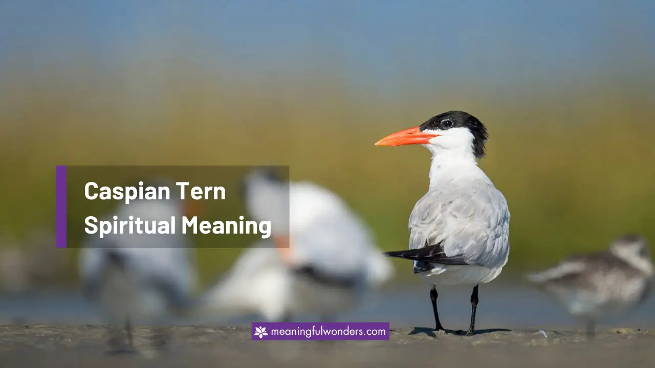Caspian Tern Spiritual Meaning