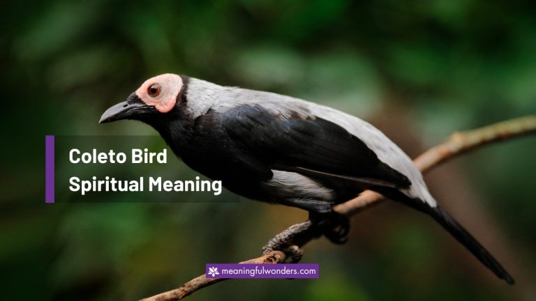 Coleto Bird Spiritual Meaning: Ward Off Negative Energy
