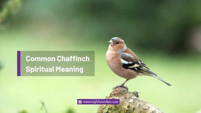 Common Chaffinch Spiritual Meaning: Always Stay Strong