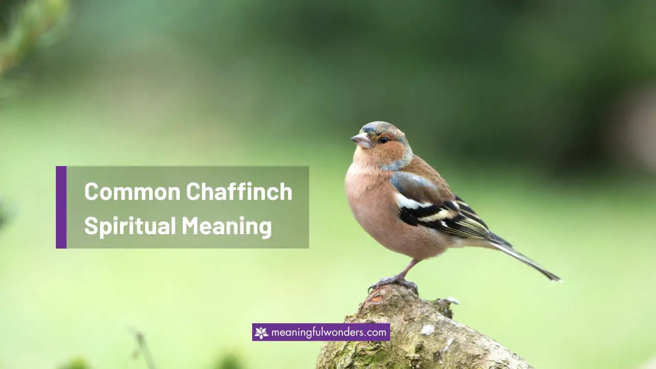 Common Chaffinch Spiritual Meaning