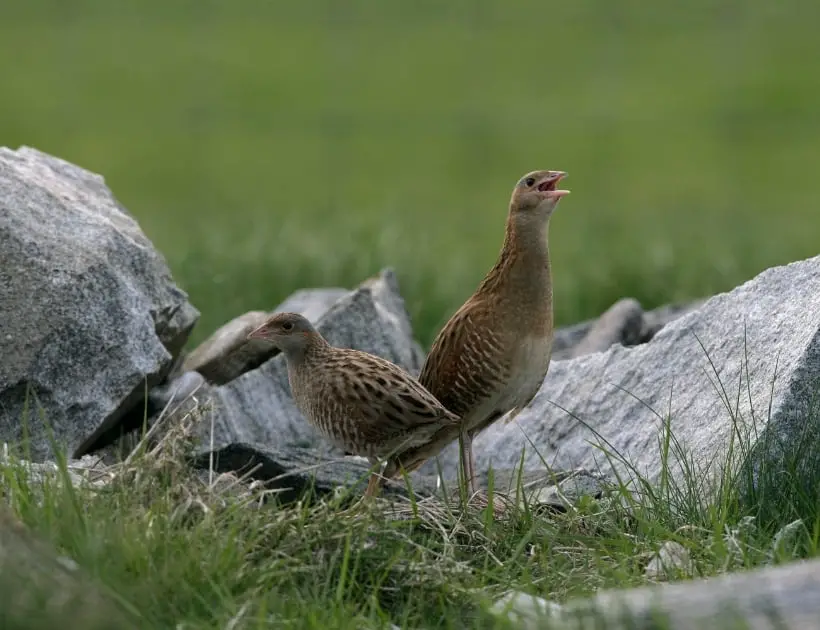 Corncrake Encounters and Omens