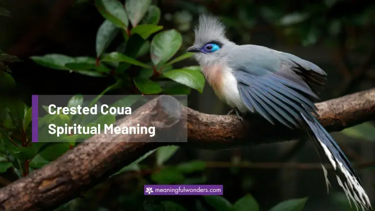 Crested Coua Spiritual Meaning: Find Peace in the Present