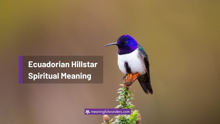 Ecuadorian Hillstar Spiritual Meaning: Symbol of Happiness