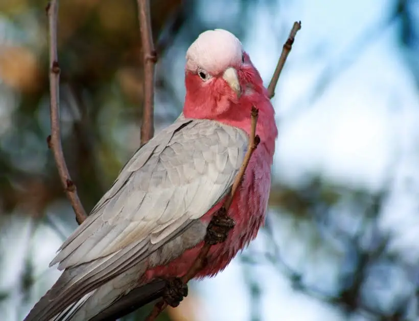 Galah Cockatoo Power Animal