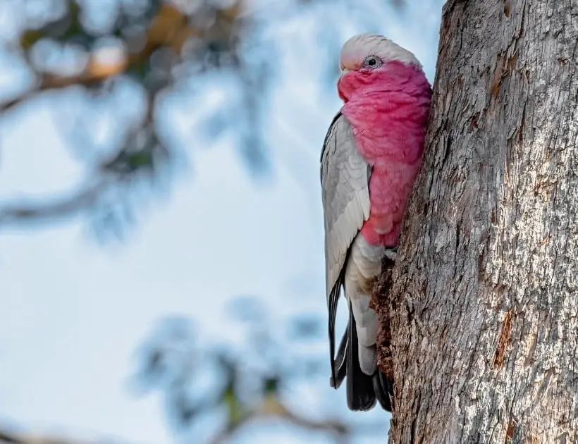 Galah Cockatoo Spirit Animal