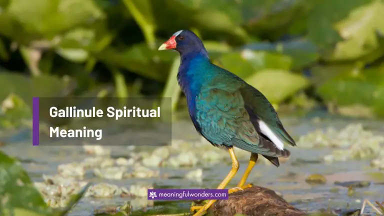 Gallinule Spiritual Meaning: Stay Strong and Never Give Up