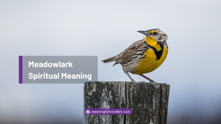 Meadowlark Spiritual Meaning: Finding Joy in Simplicity
