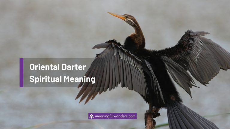 Oriental Darter Spiritual Meaning: Message of Love & Success