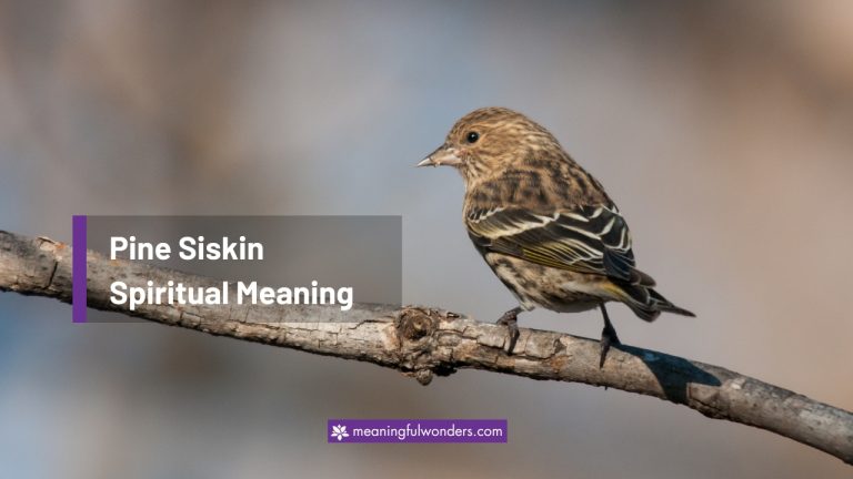 Pine Siskin Spiritual Meaning: Symbol of Positivity and Joy