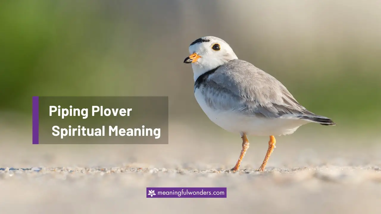Piping Plover Spiritual Meaning