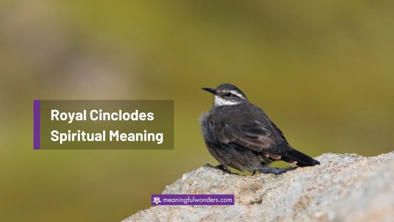 Royal Cinclodes Spiritual Meaning: Good Luck and Protection