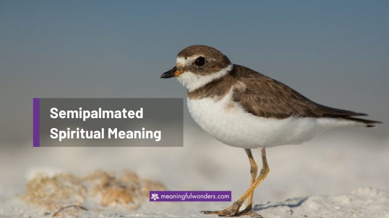 Semipalmated Spiritual Meaning: Balancing Life & Situations