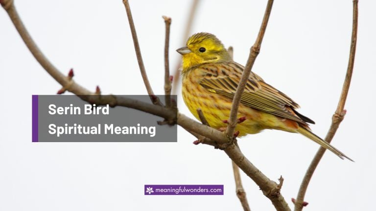 Serin Bird Spiritual Meaning: Finding Joy and Happiness