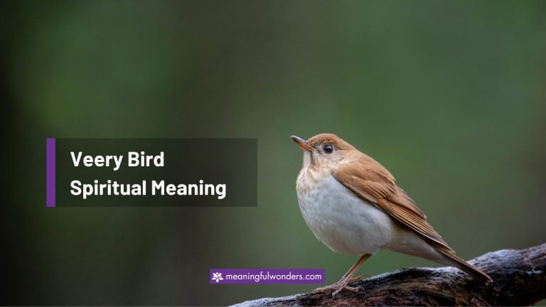 Veery Bird Spiritual Meaning: Trust in the Natural Flow of Life
