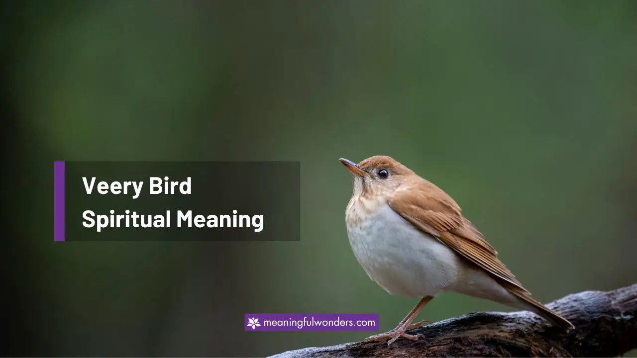 Veery Bird Spiritual Meaning