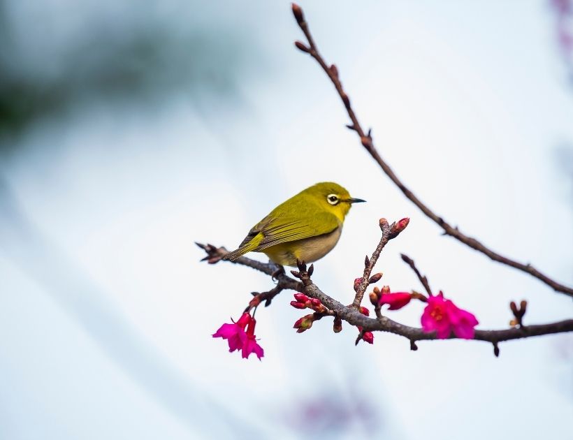 Warbling Doradito Spirit Animal