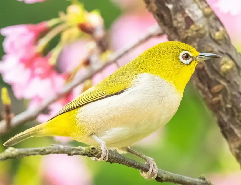 Warbling Doradito Totem Animal