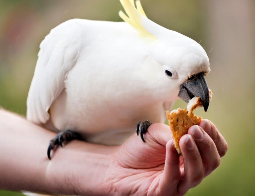 White Galah Cockatoo Meaning