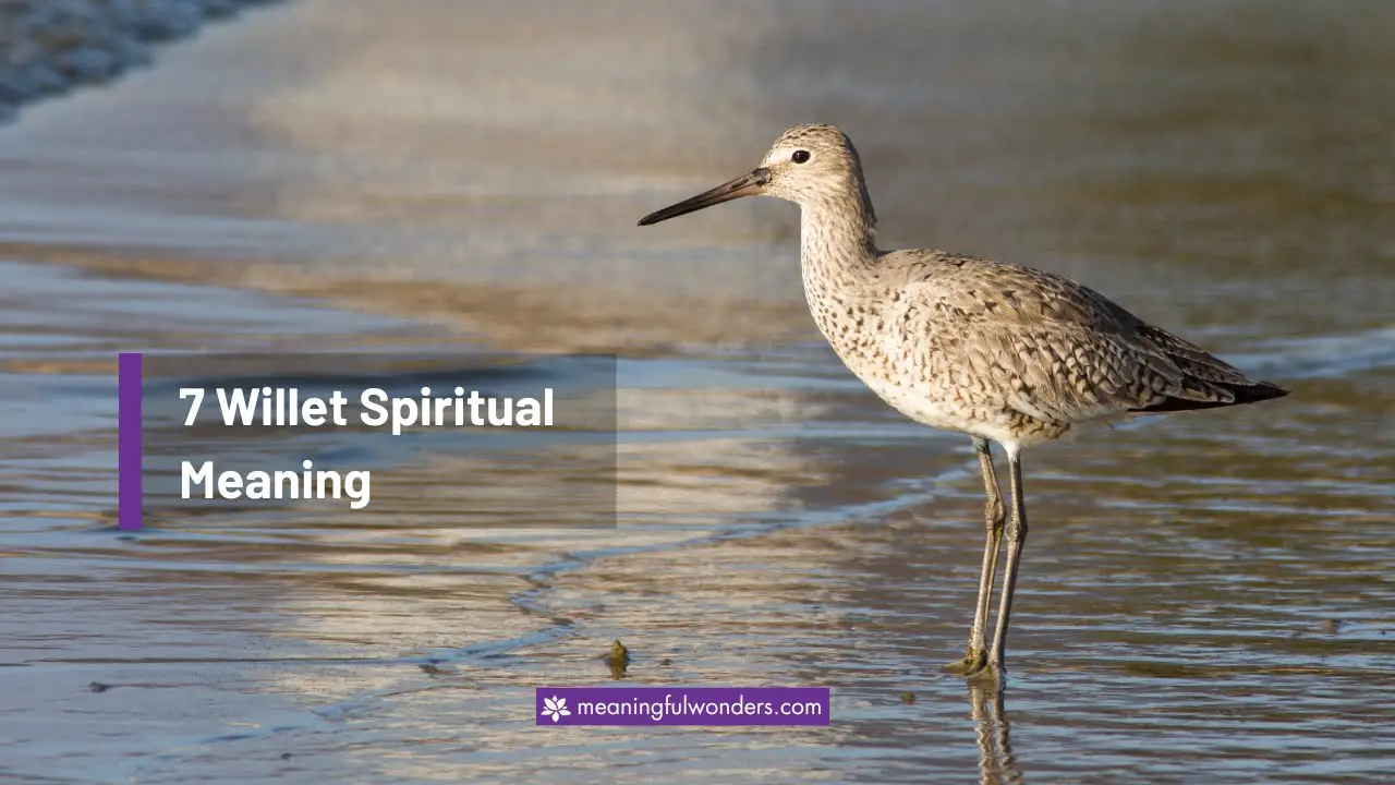 Willet Spiritual Meaning